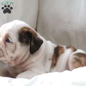 Maestro, English Bulldog Puppy